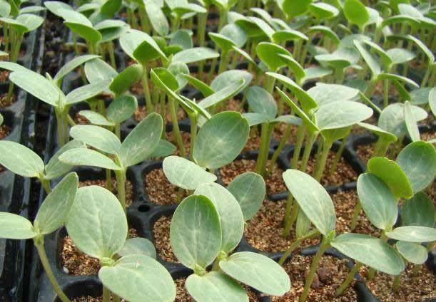 ��������Ҫ���������|(zh��)�x�ò�������һ���W(xu��)��(x��)����x��������|(zh��)